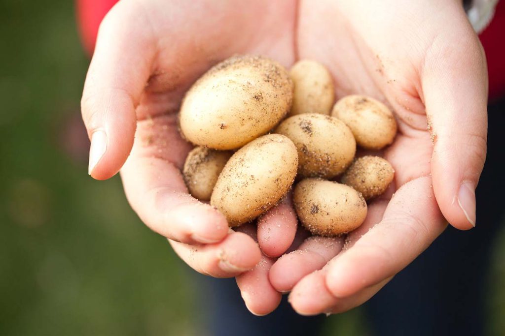 Le patate dell'orto nel progetto Semino e Raccolgo